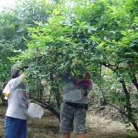 ブルーベリー園(入園無料)　毎日開園中！